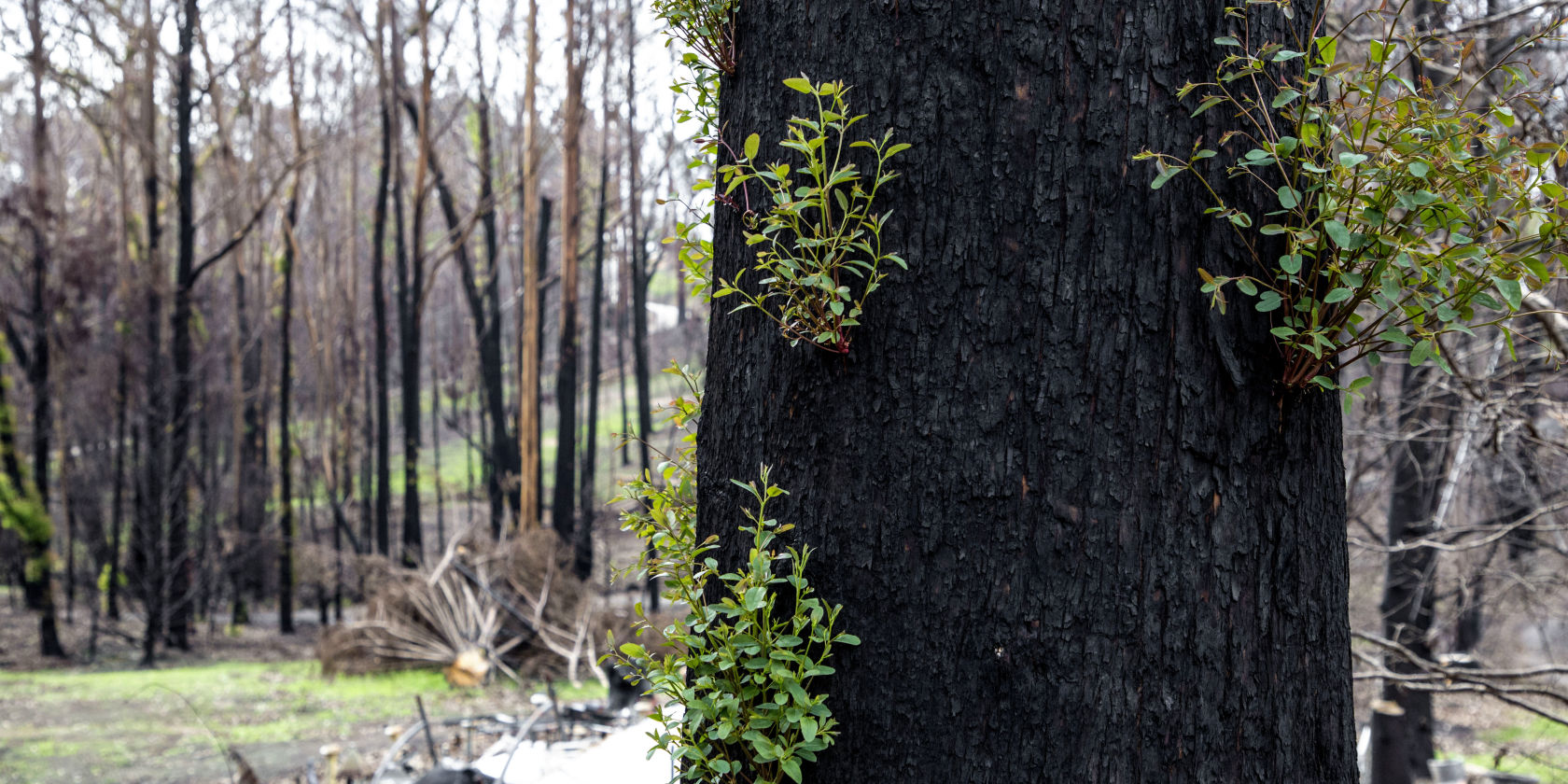 Digital ramp-up to keep all insurance claims moving during COVID-19: Bushfire recovery remains priority