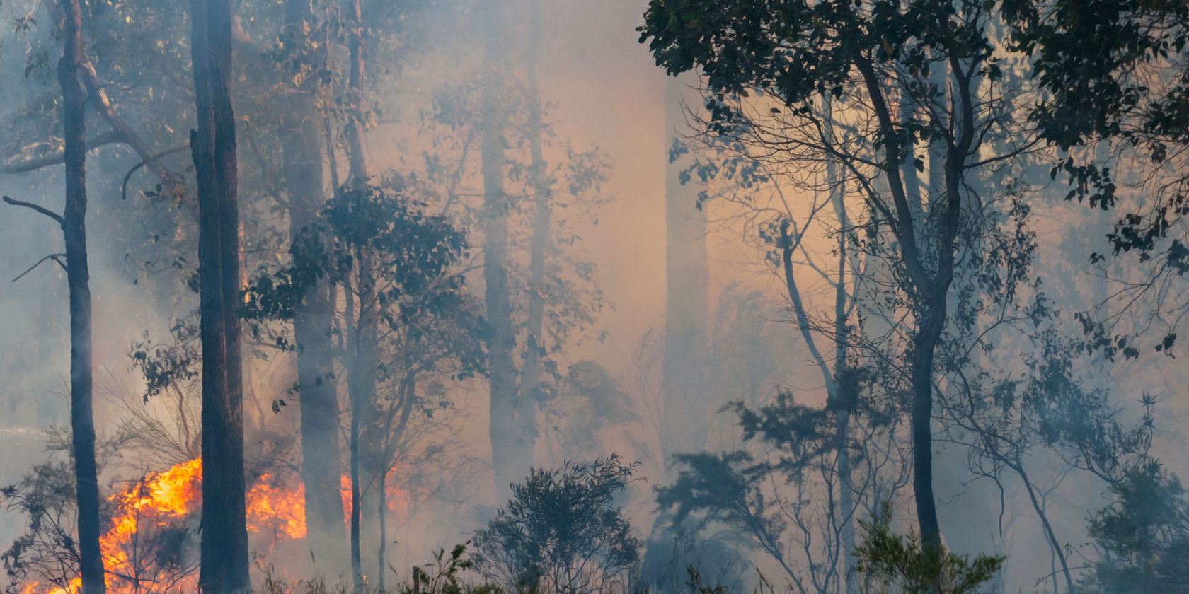 Financial assistance package to help bushfire affected customers