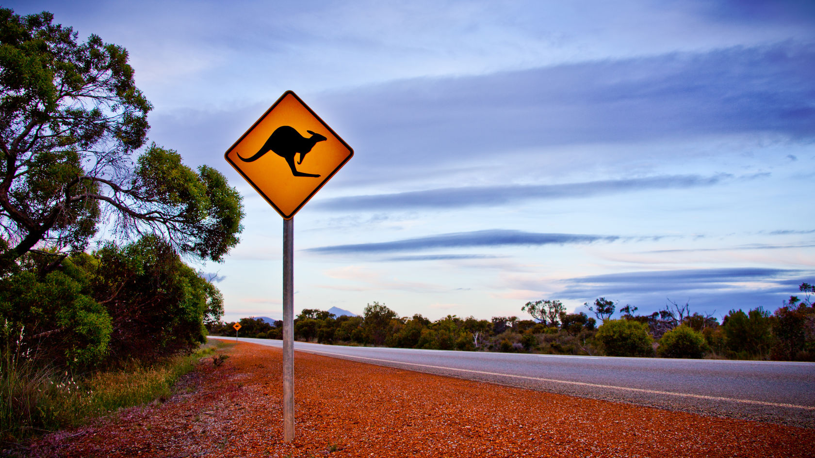 Regional drivers warned to avoid complacency: Animal collision spike set to further impact bushfire-affected wildlife