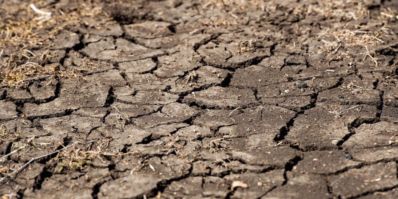 Feast to famine | How Australian farmers are tackling the worst drought in a century