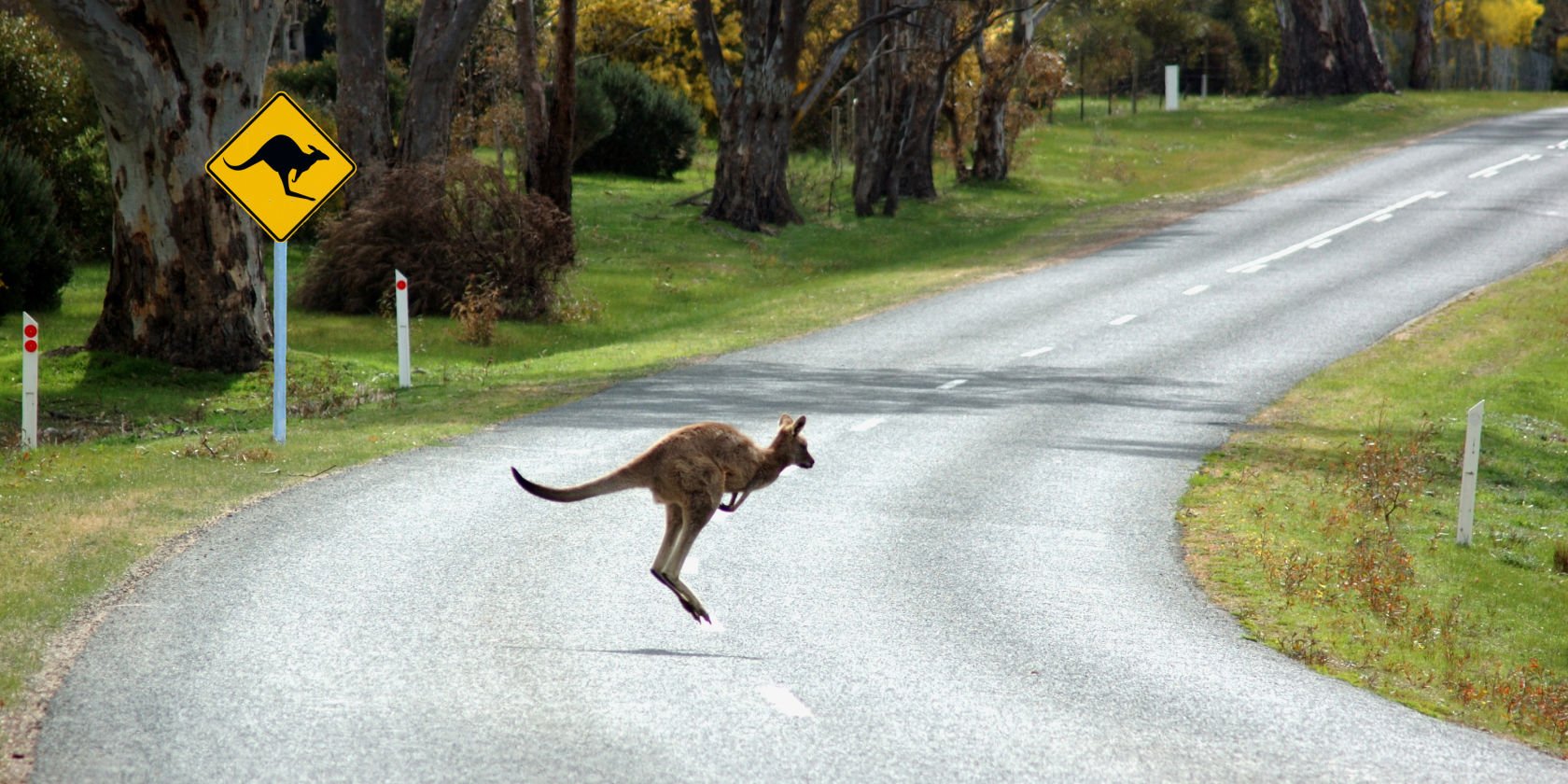 Aussie drivers’ admit to risky tactics to avoid wildlife collisions