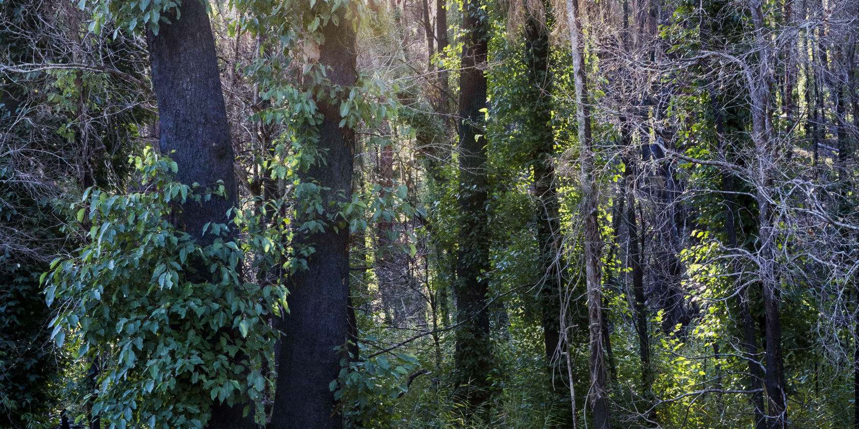 Sustainable Growth