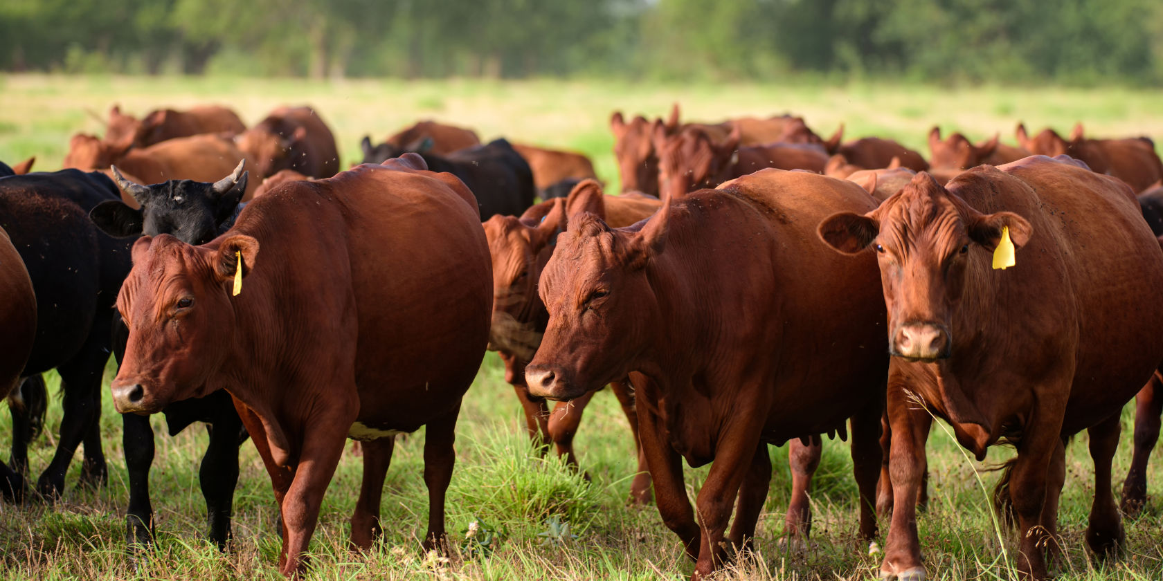 Suncorp supports farmers at Beef Week 2021