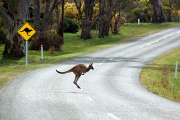 Aussie drivers' admit to risky tactics to avoid wildlife collisions