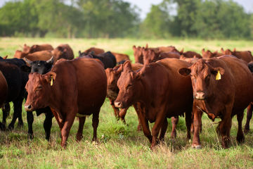 Suncorp supports farmers at Beef Week 2021 