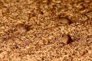 Relief package activated for customers affected by mice plague