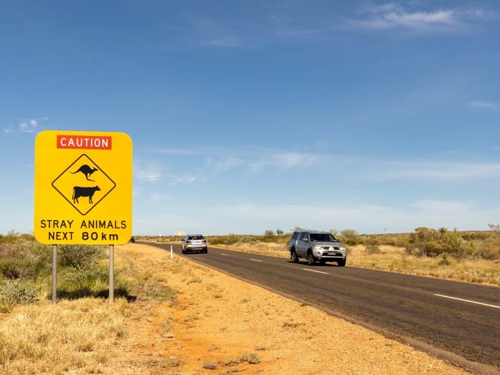 Regional roads prove to be hotspots for wildlife crashes