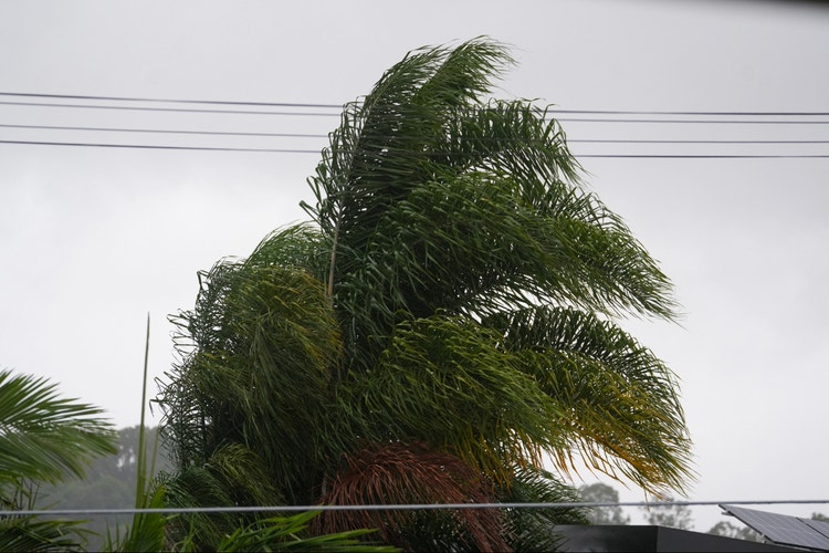 Palm tree in wind