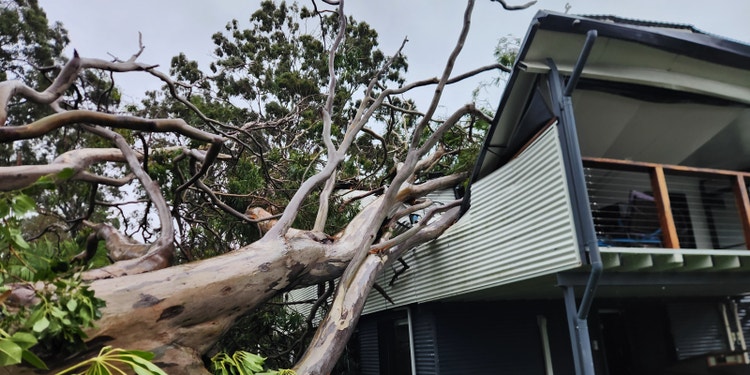 tree fallen on house