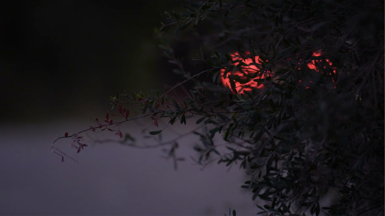 A dark night, leaves with cars flashing behind