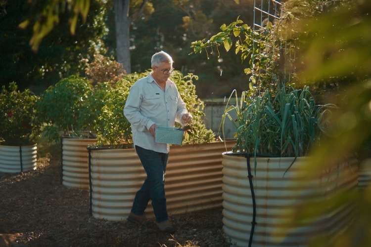 Man in garden holding small box and collecting vegetables
