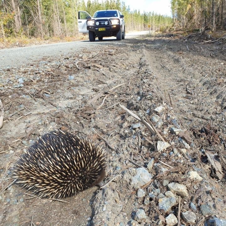 echidna-roadside-wires-ert-png-1717460