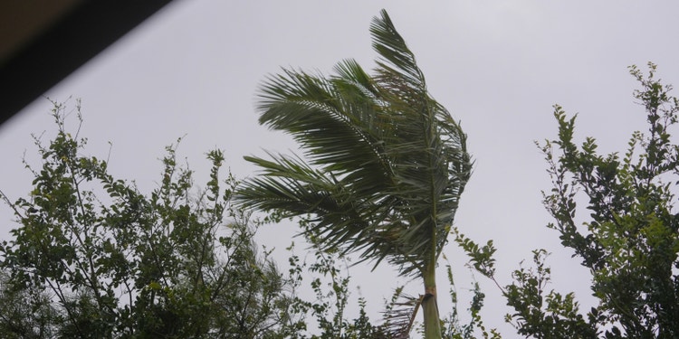 cyclone wind moving trees